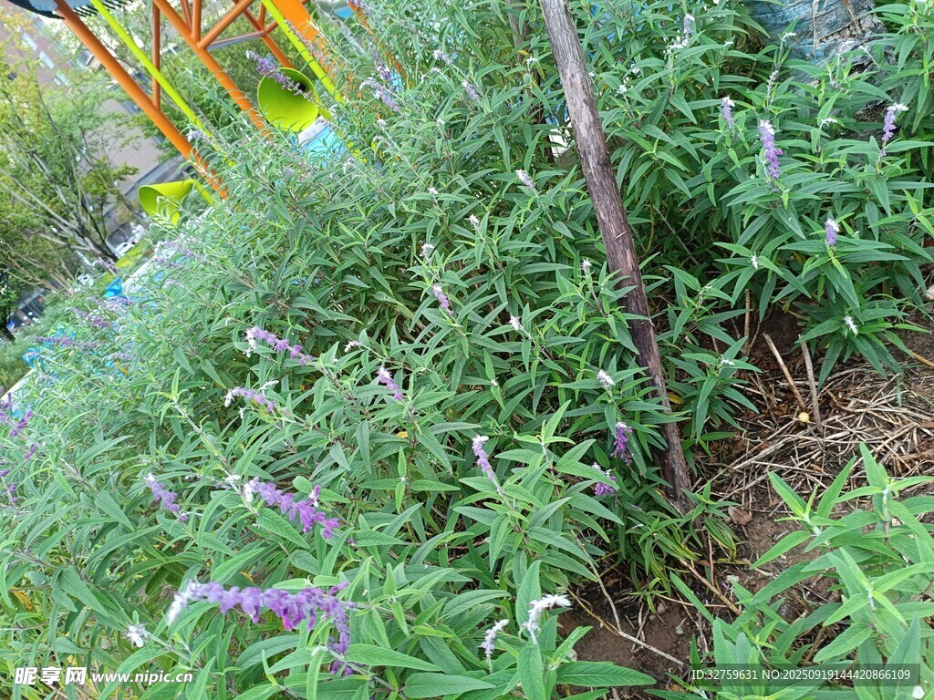 草叢中的紫色小花