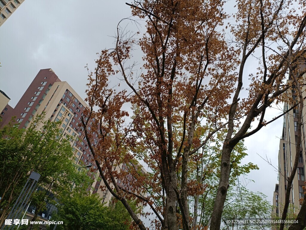 城市中枝葉泛黃的樹(shù)木