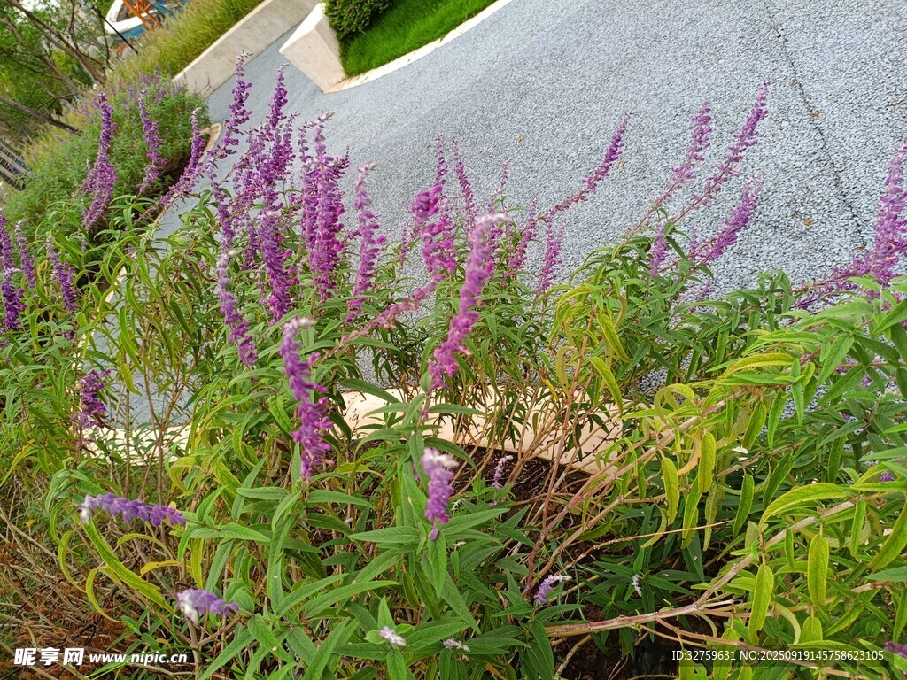 紫色花叢中的自然景致