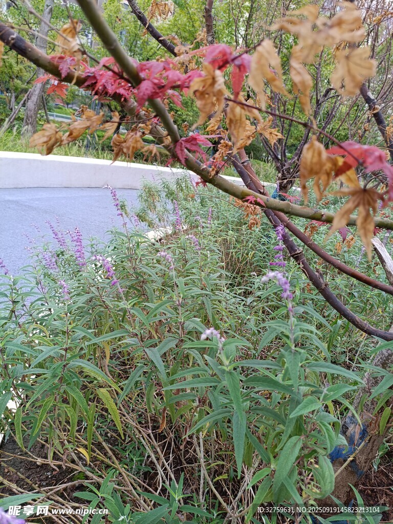 秋日路邊多彩植物枝條