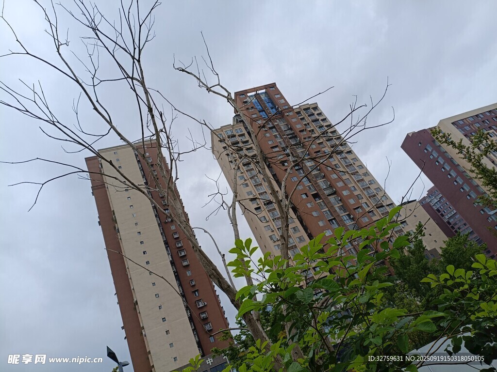 高樓旁光禿樹木與綠植