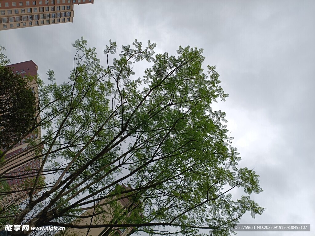 綠樹映灰天的自然景致