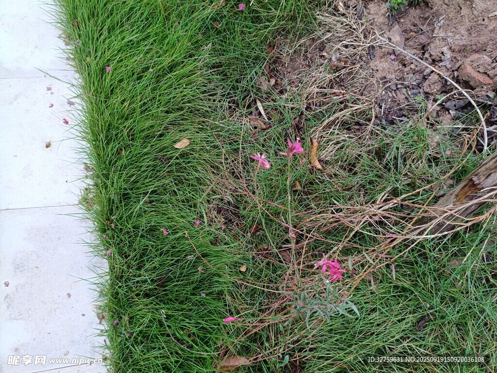 路邊草地中的殘花敗枝