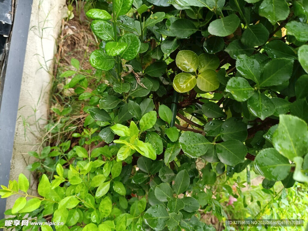 綠葉繁茂的自然植物景觀