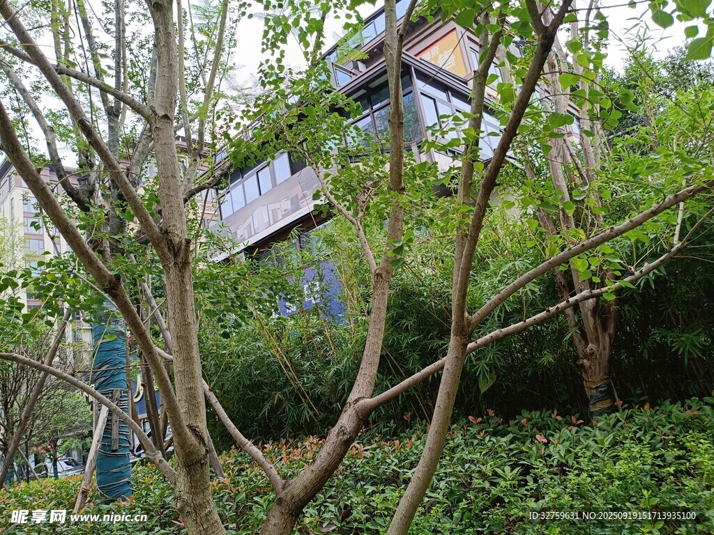 林間隱蔽的特色小屋