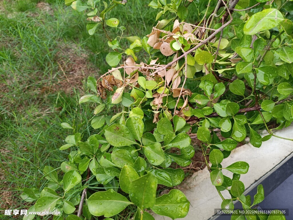 綠葉植物旁的車輛一角