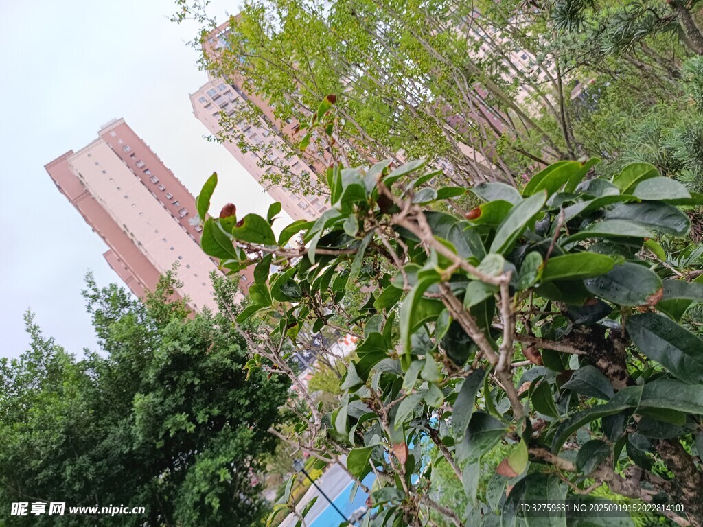 城市中茂盛的綠色植物