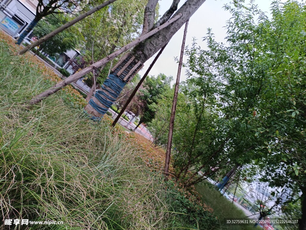 戶外秋千處的自然景致