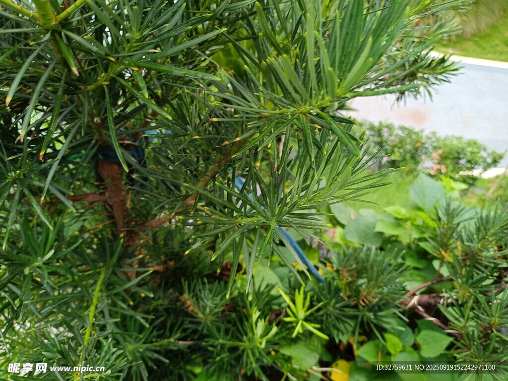 綠意盎然的庭院植物景觀