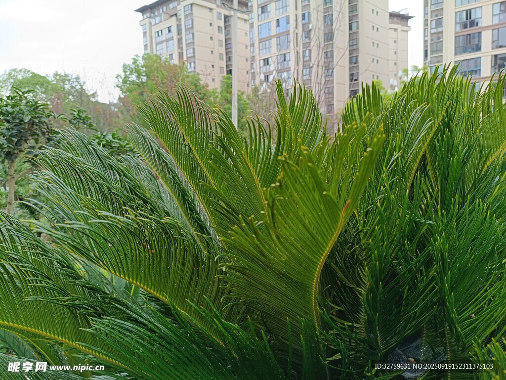 城市中蔥郁的綠色植物景觀