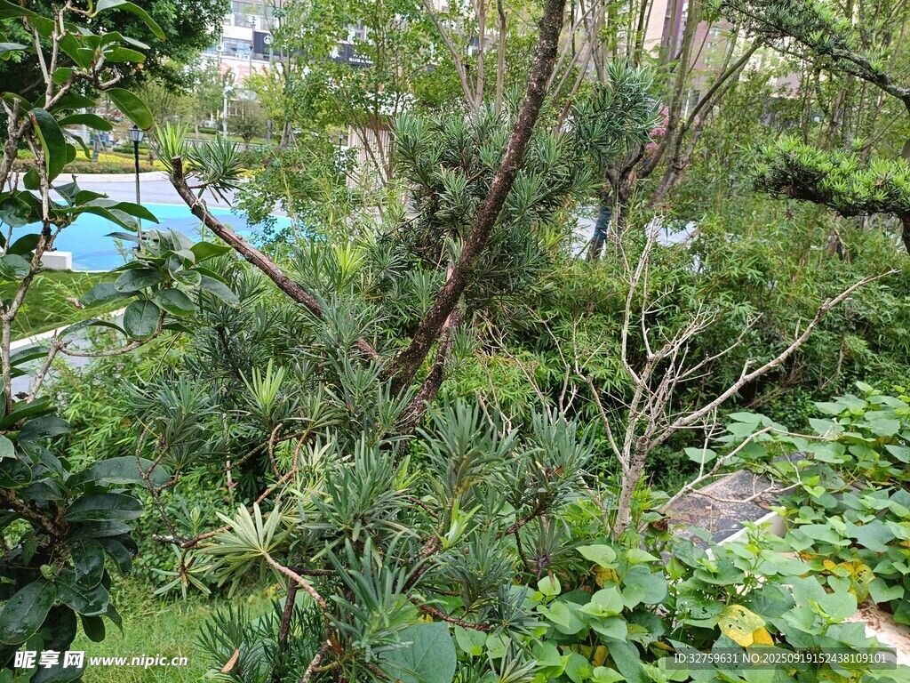繁茂綠植景觀