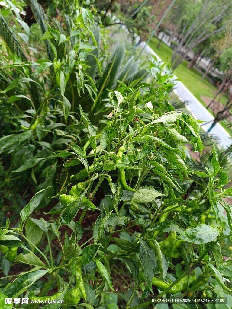 翠綠繁茂的植物景觀