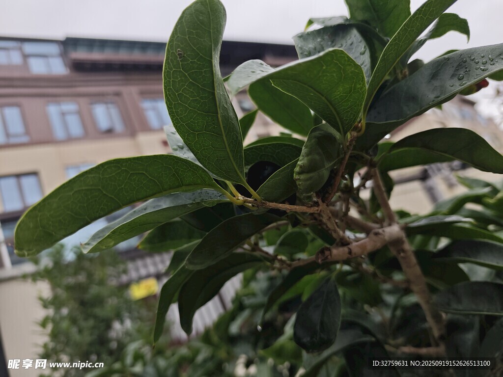 綠葉繁茂的植物特寫