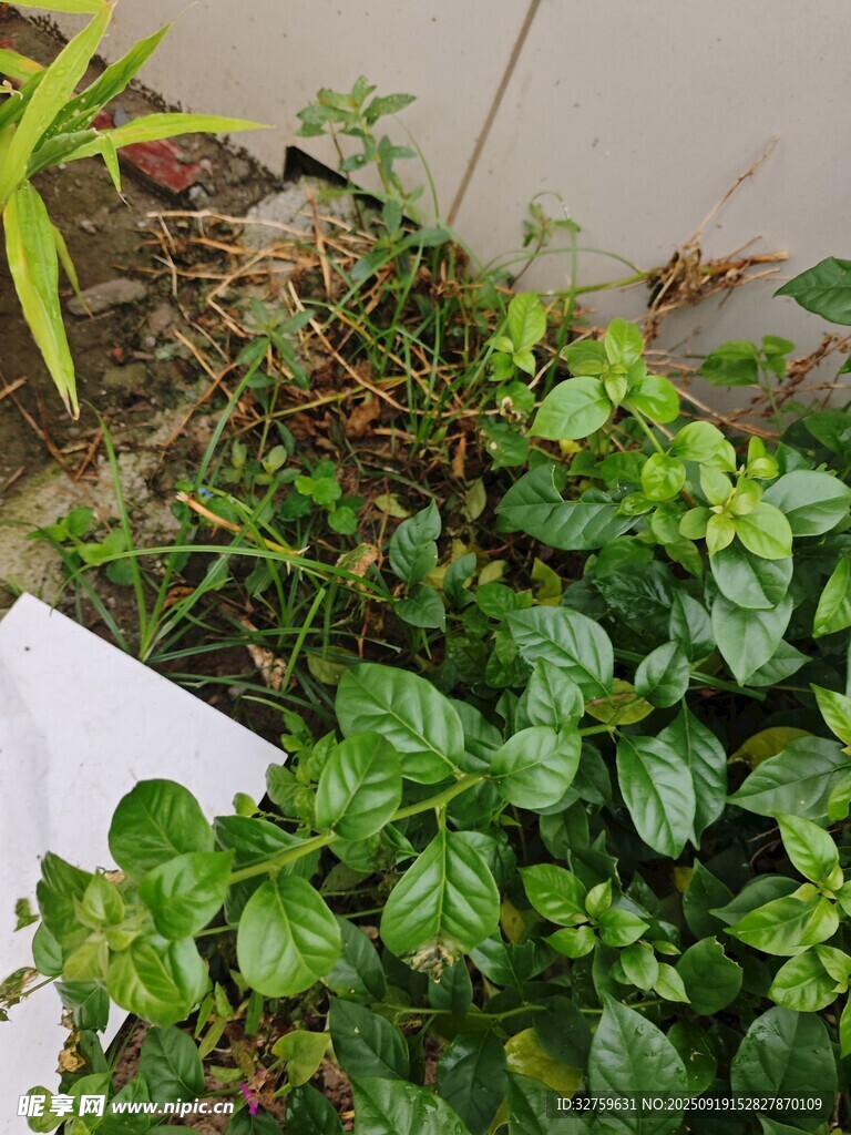 室內(nèi)角落的翠綠植物景觀