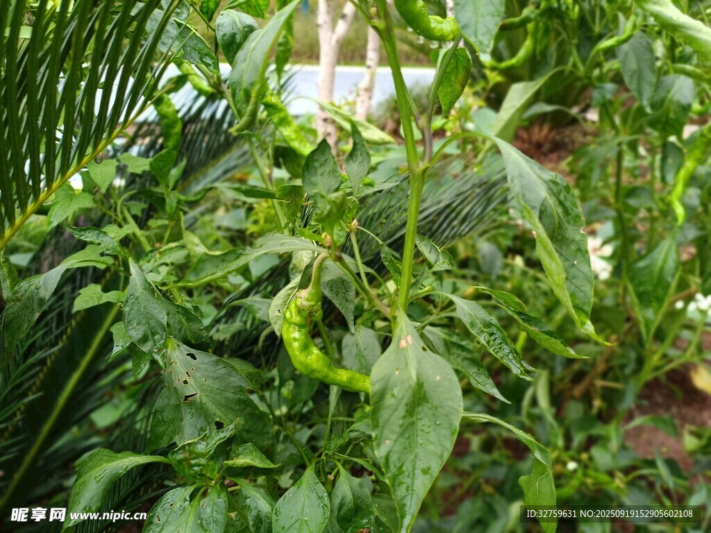 綠葉間的青椒植株