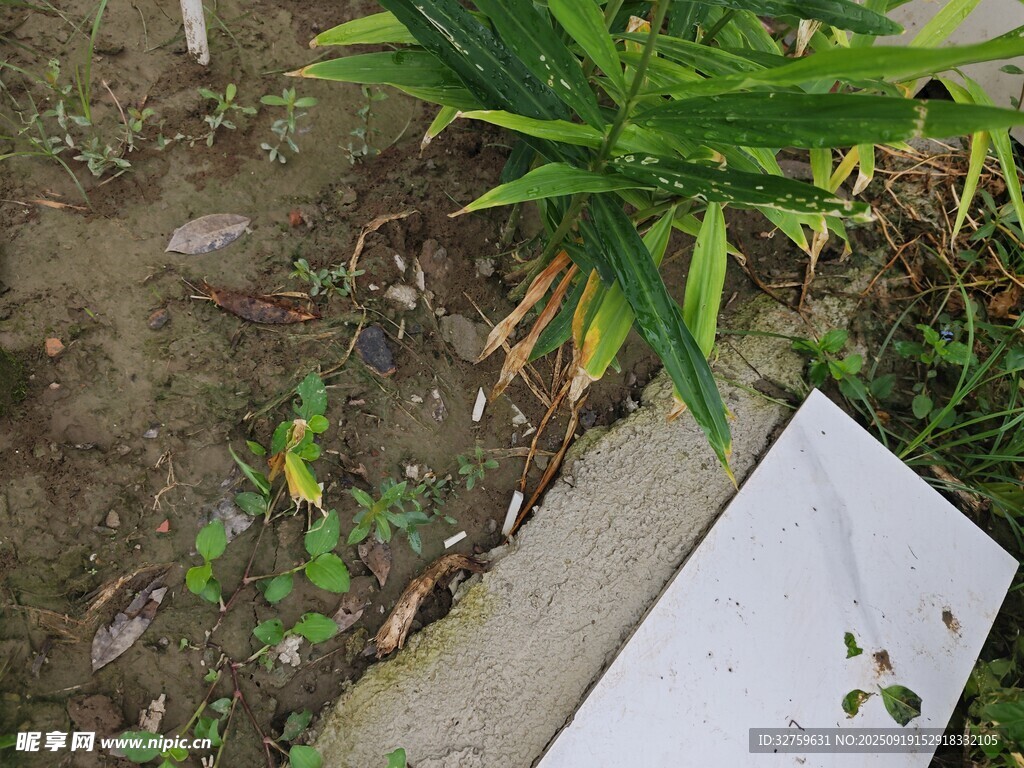 地面綠植旁的白色物件