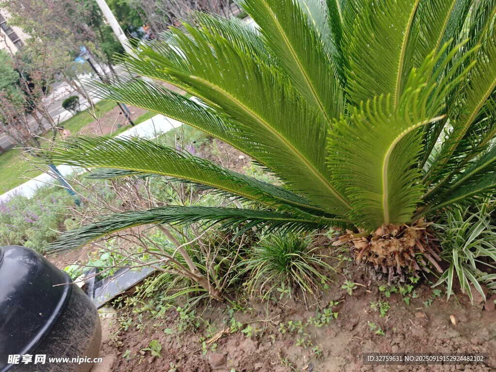 戶外鐵樹植株特寫