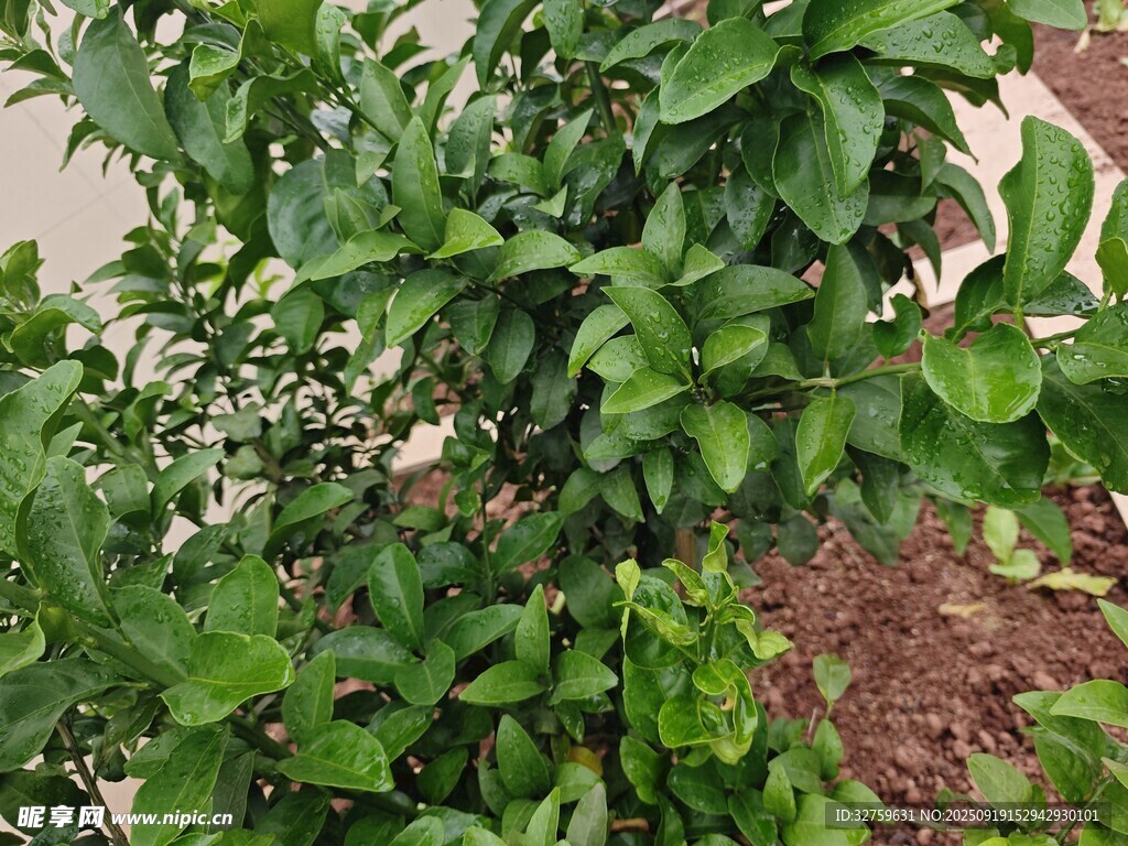 綠葉繁茂的柑橘植株