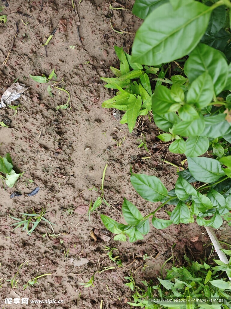 泥土中的綠色植物幼苗