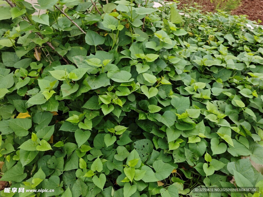 翠綠繁茂的爬藤植物