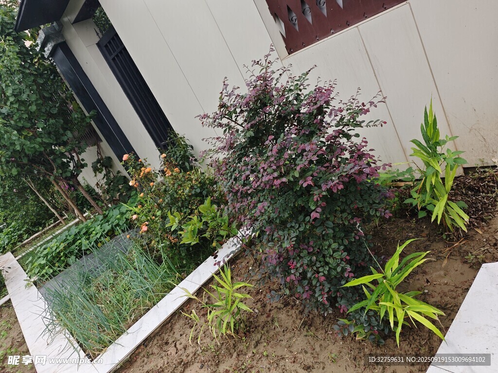 庭院角落綠植景觀