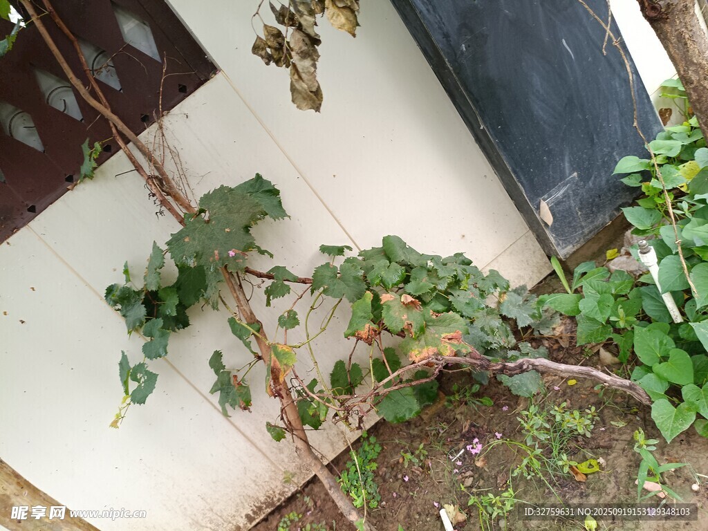 墻角藤蔓綠植自然景象