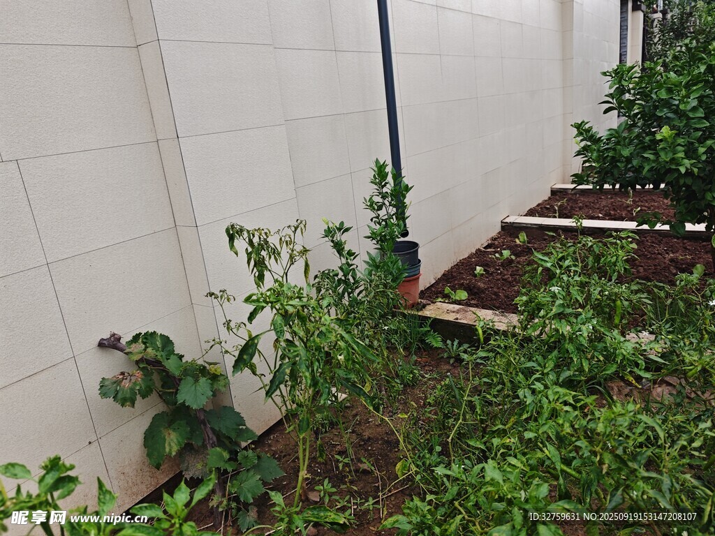 墻邊綠植景觀