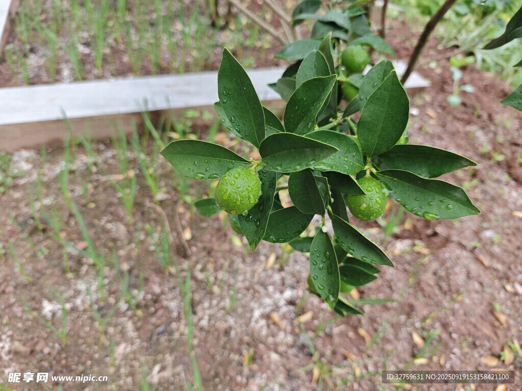枝頭青果