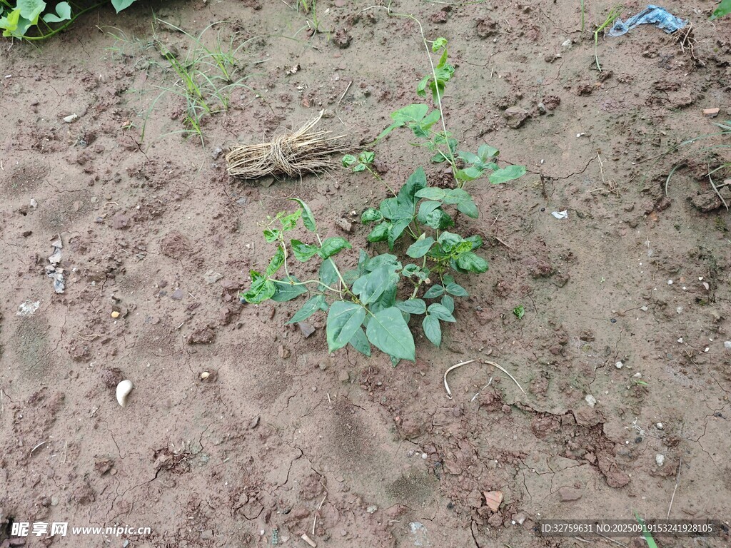 泥土中生長的嫩綠植物