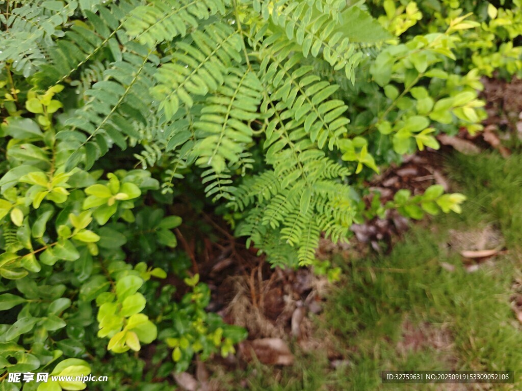 翠綠蕨類與周邊植物景觀