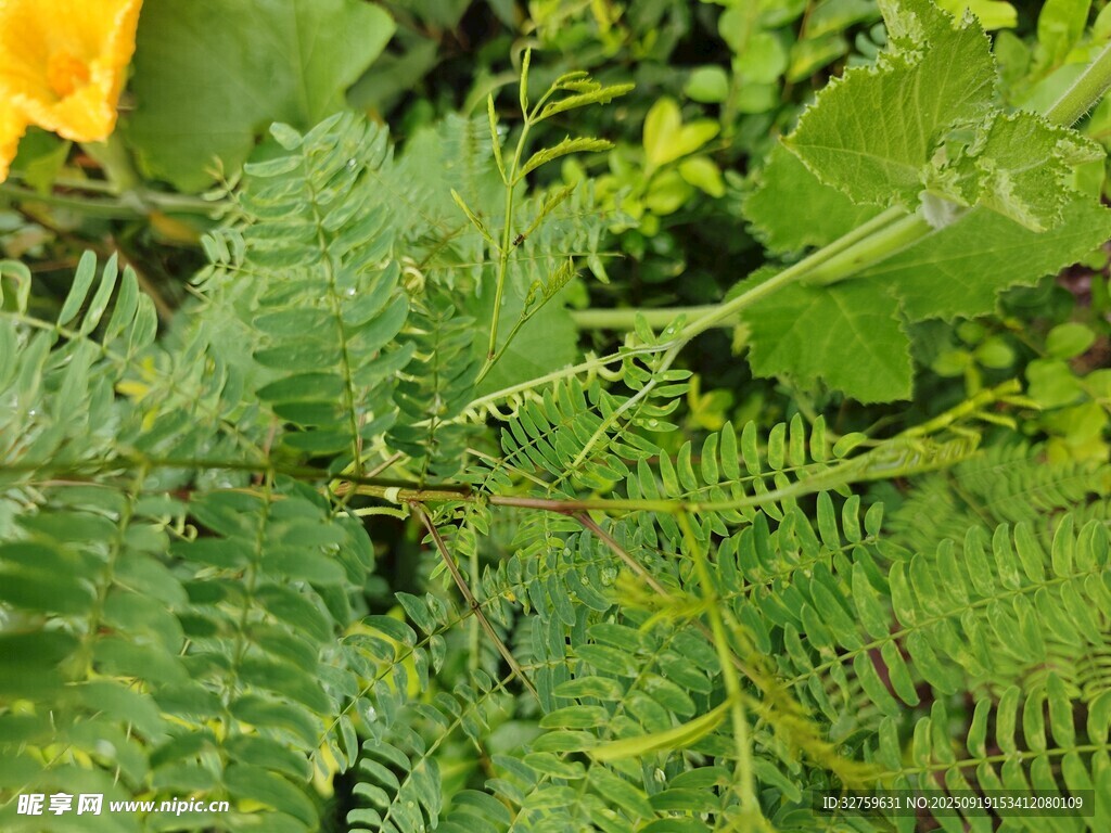 翠綠蕨類植物特寫