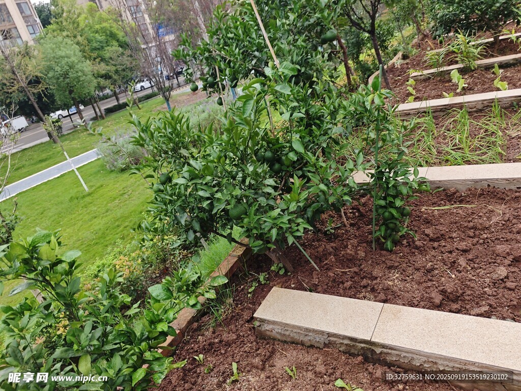 花園中的綠植景觀