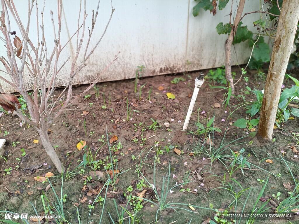 戶外光禿樹木與地面景象
