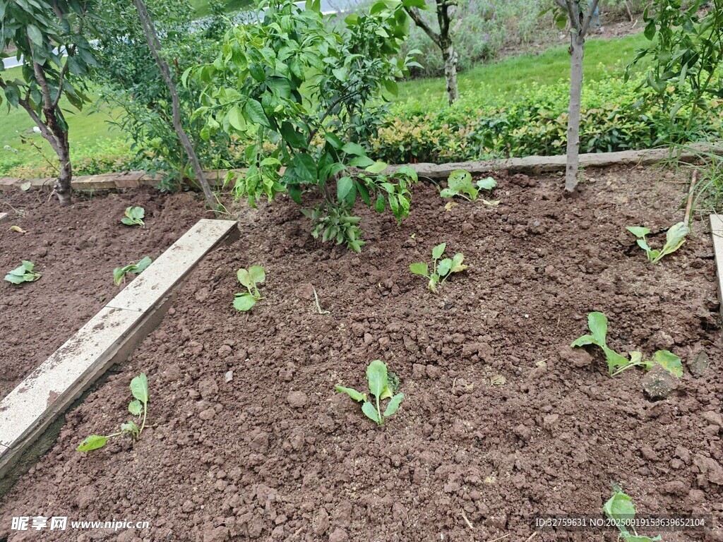 家庭小菜園的生機景象