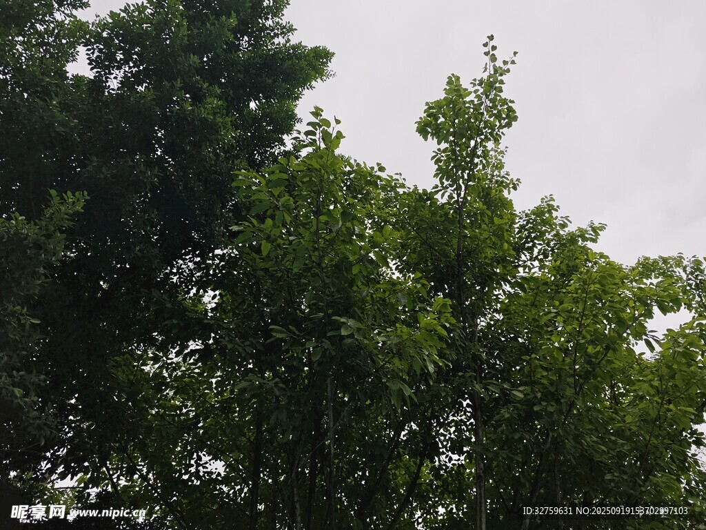 綠樹成蔭的自然景象