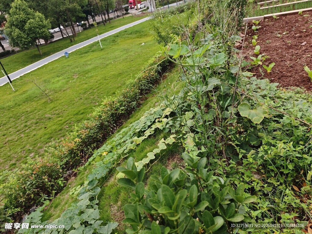 俯瞰綠意盎然的田園景象