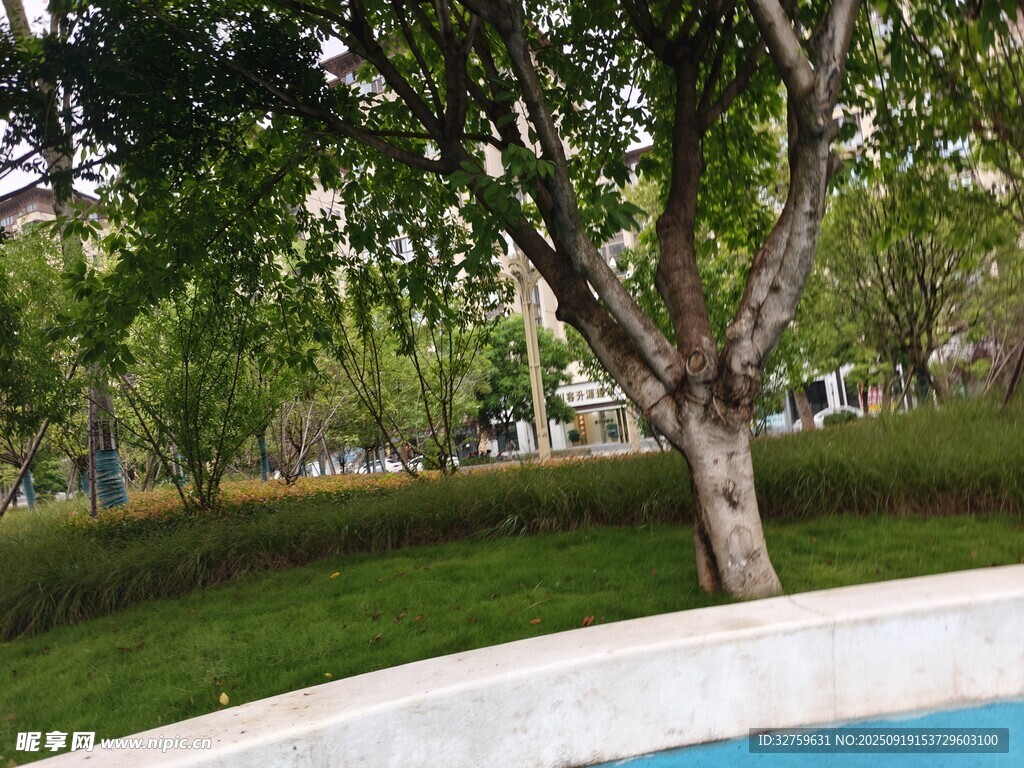 公園樹下的靜謐水景