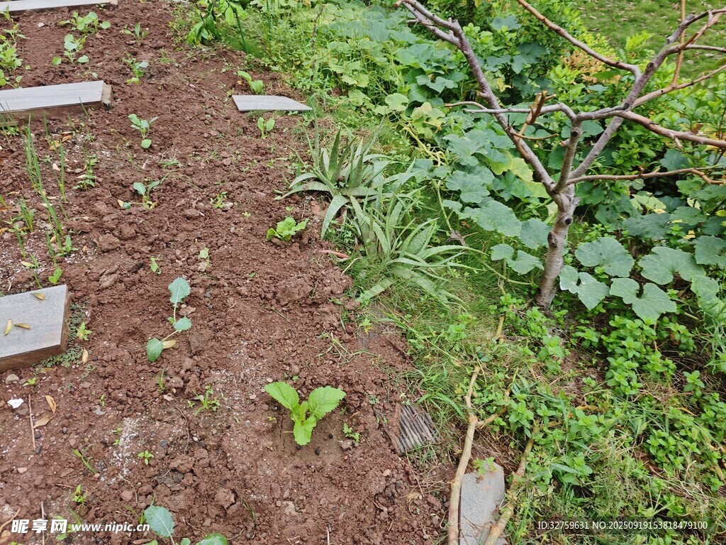 菜園中的綠植與泥土小徑