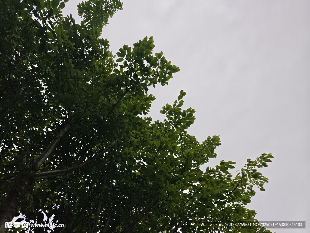 仰視綠樹藍天
