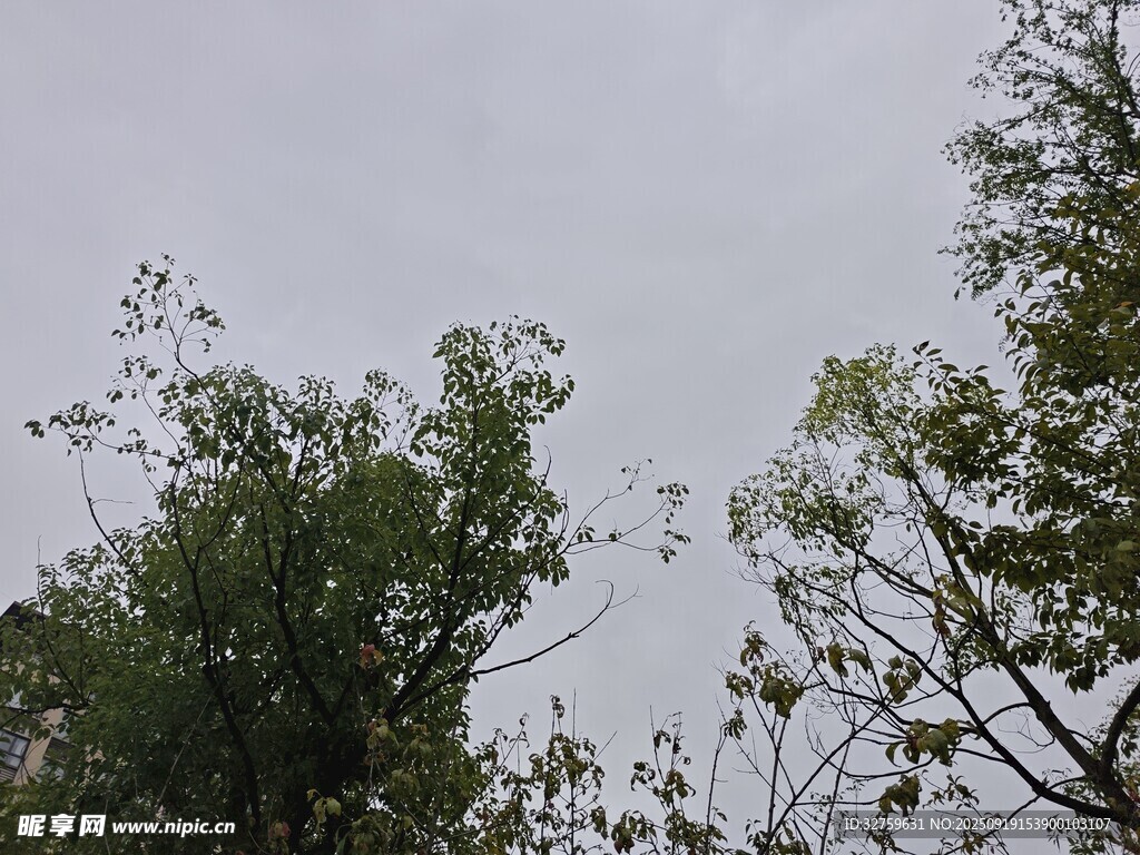 仰視綠樹與天空