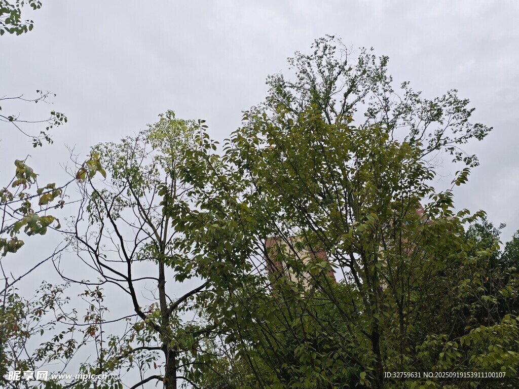 茂密樹林中的綠意景象