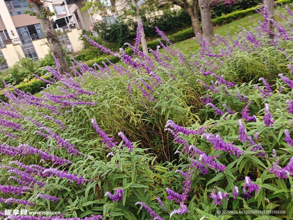 紫色鼠尾草花叢景觀