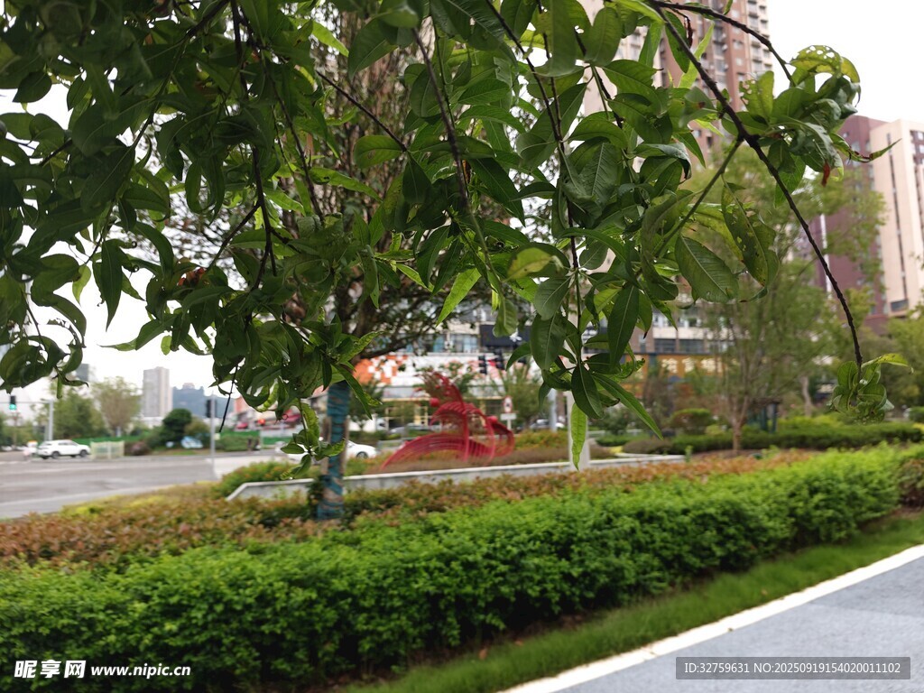 城市街邊綠植景觀