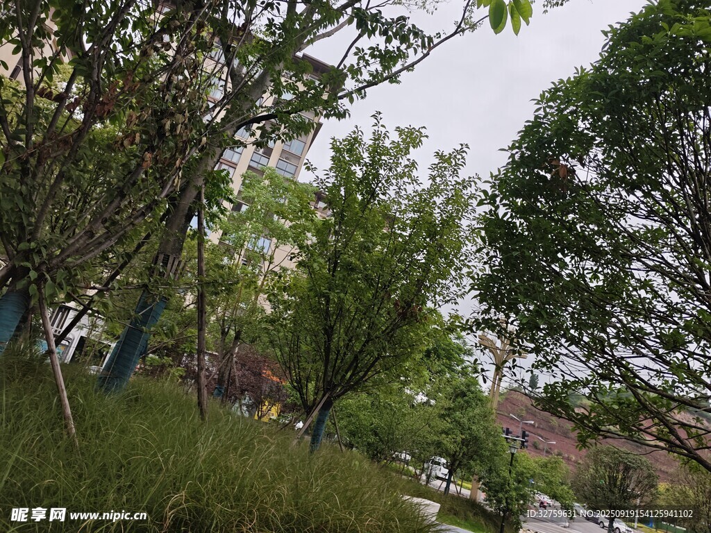 戶外綠意盎然的樹木景觀
