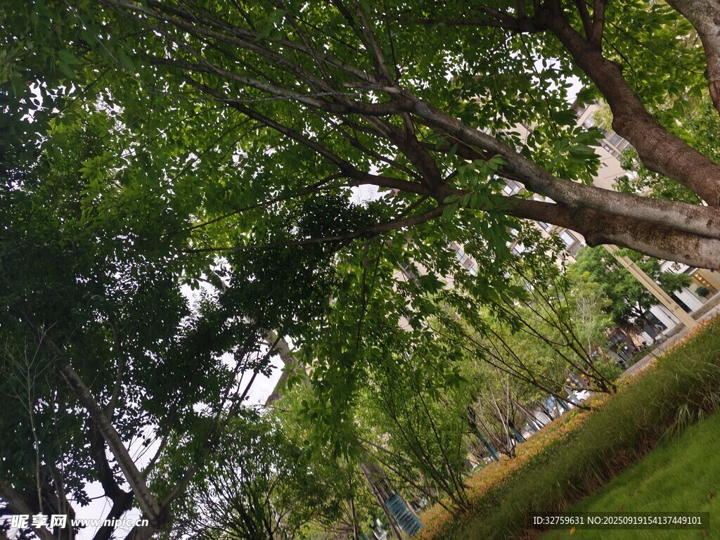 夏日蔥郁樹林景觀