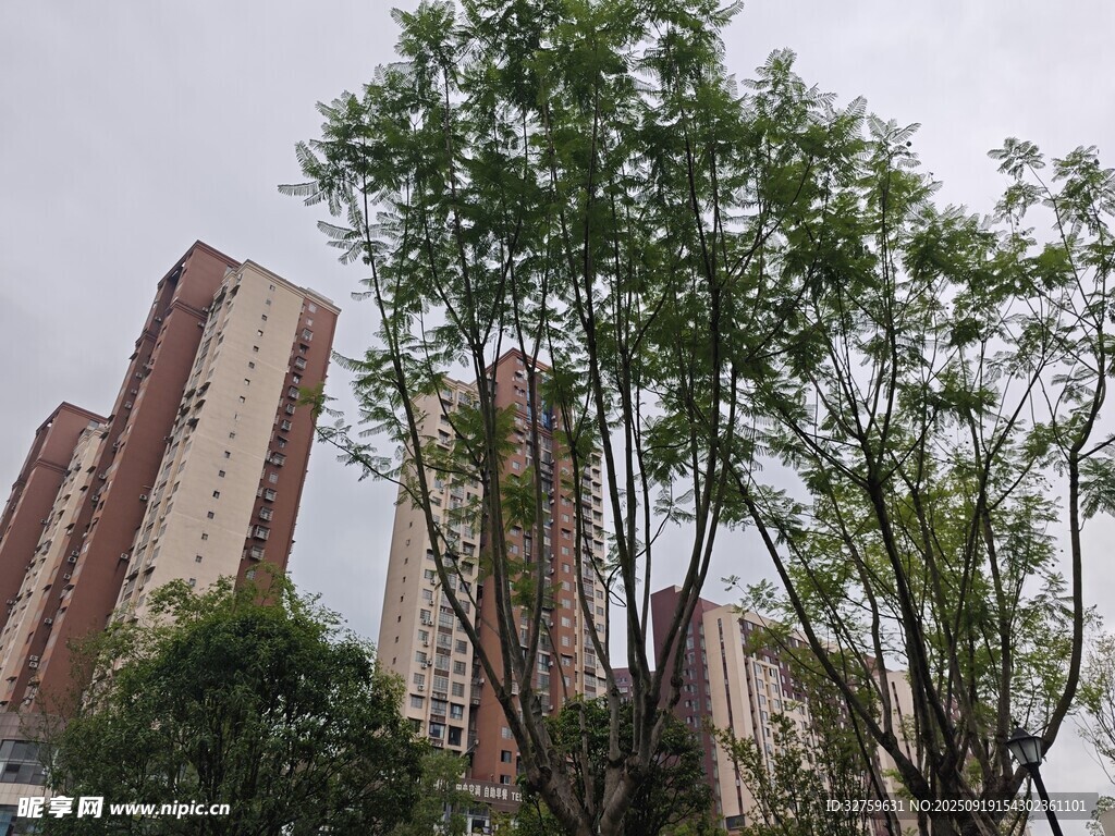 城市中林立高樓旁的綠樹(shù)