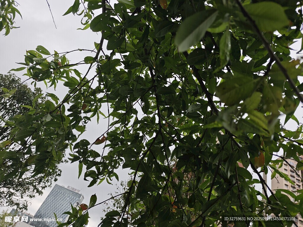 綠葉繁茂的樹(shù)木景象
