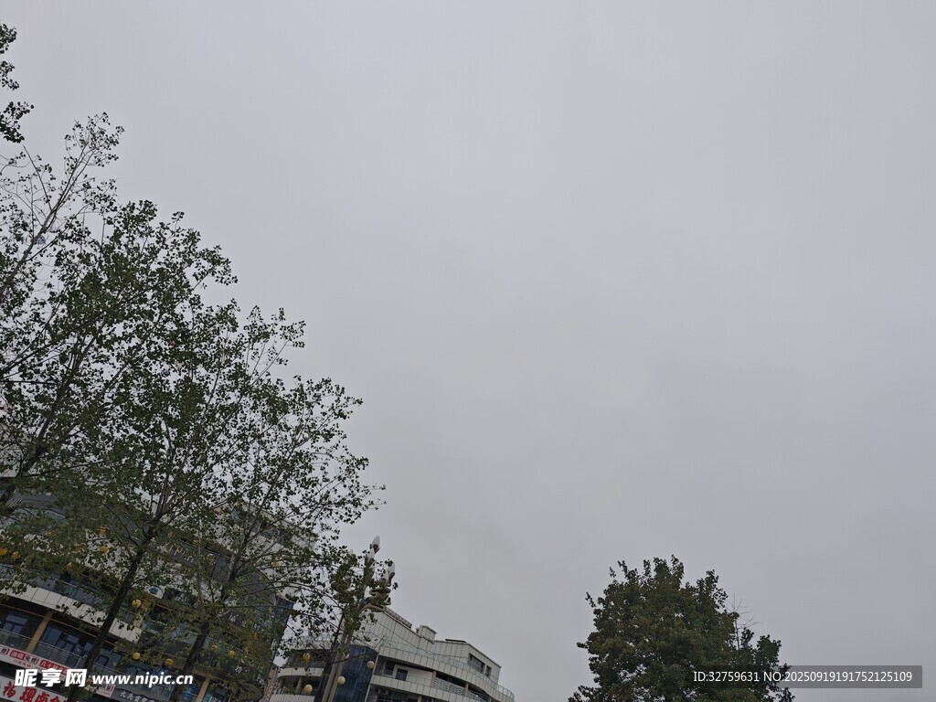 陰天街道旁的樹木景觀