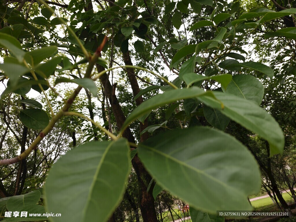 綠葉繁茂的樹木景象