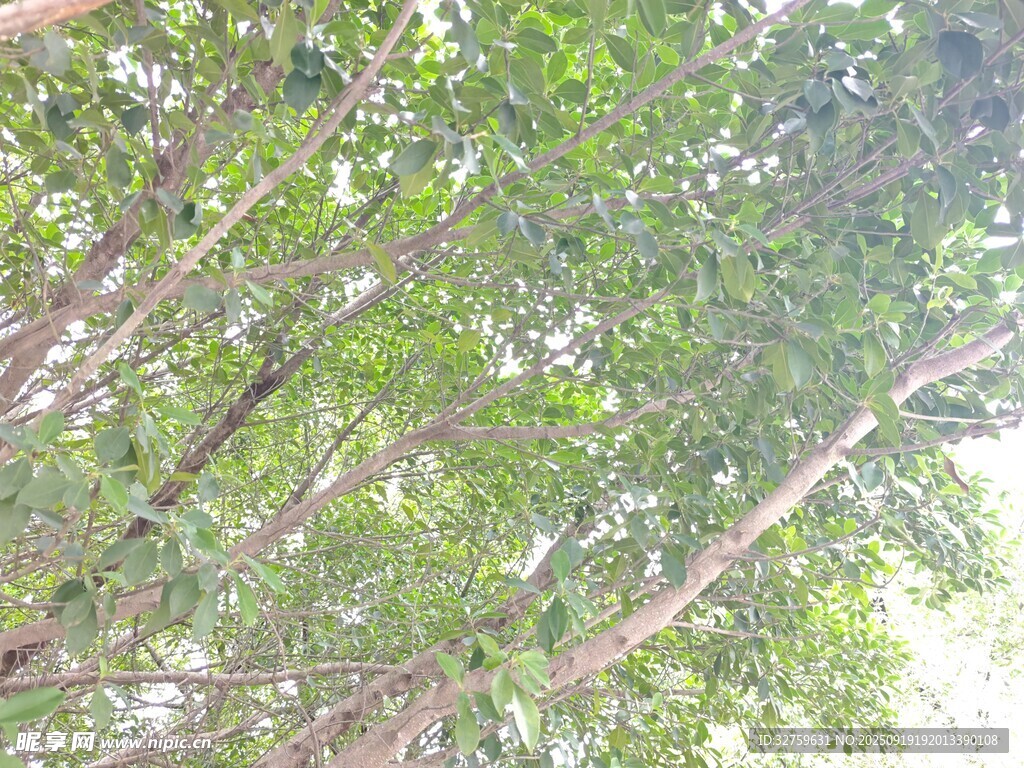 茂密樹(shù)林綠意盎然